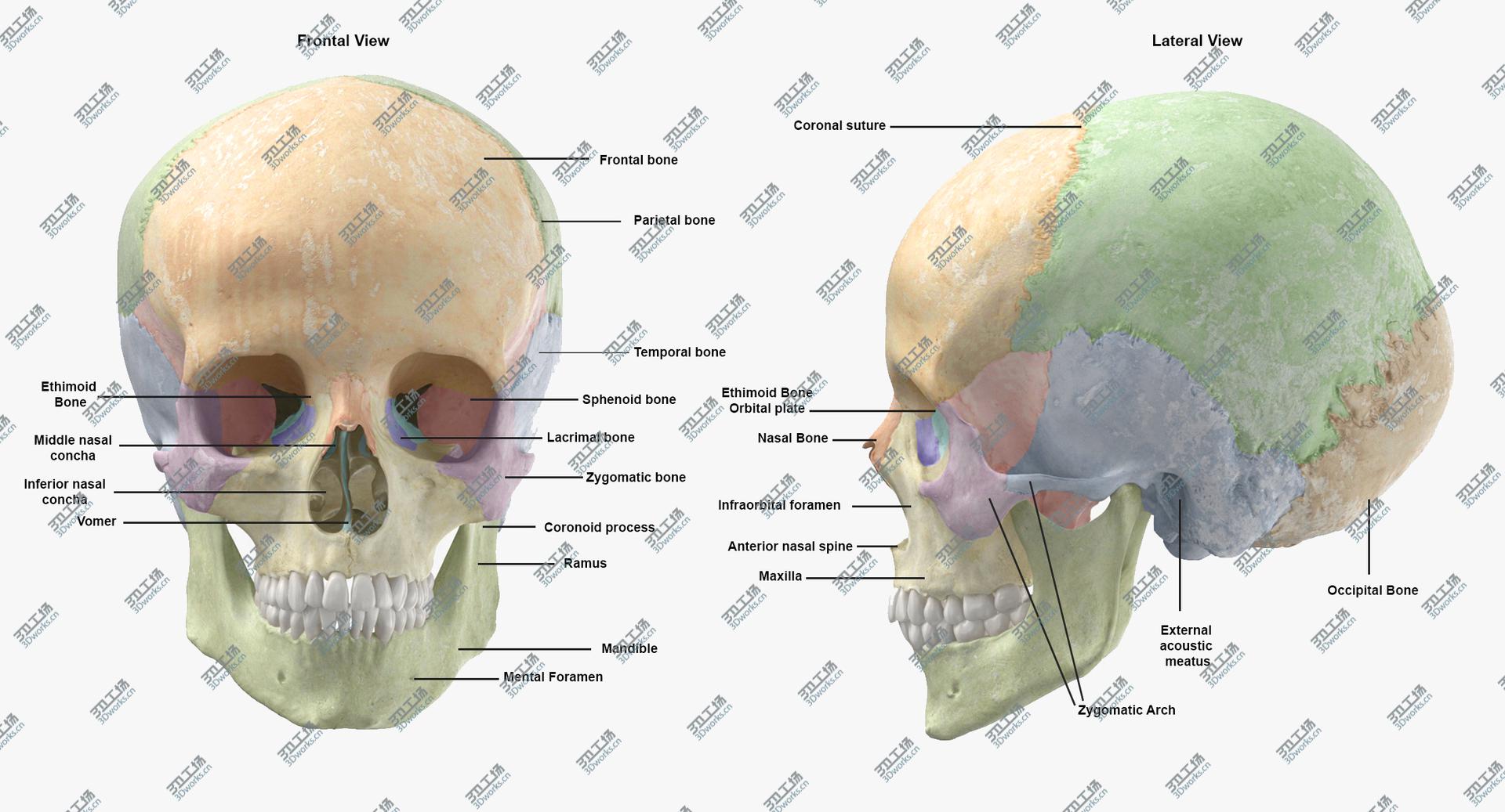 images/goods_img/202105073/Real Human Woman Skull Cranial 01 With Teeth White 3D model/3.jpg